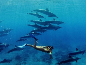 Hurghada-Schwimmen-mit-Delfinen-Hurghada-Tour-Delfinhaus-Hurghada-Ausflüge-Delfintour-Hurghada-Delfinhaus-Hurghada-Bootsfahrt