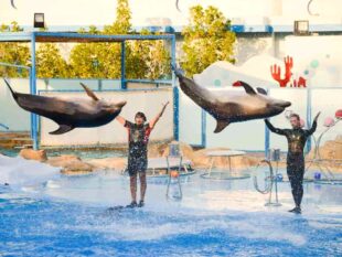 hurghada-dolphin-show Delfinshow im Hurghada Delfinarium Ausflüge in Hurghada